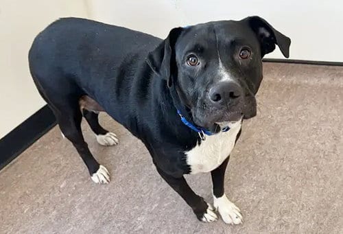 Photo of Harley, adoptable Terrier in St. Louis, Missouri