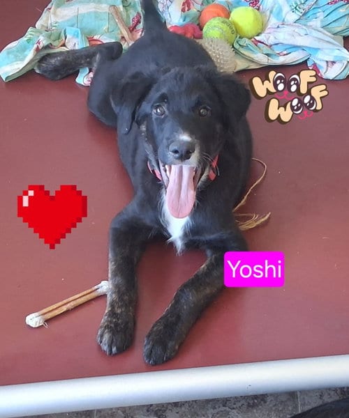Photo of Yoshi, adoptable Shepherd in San Diego, California