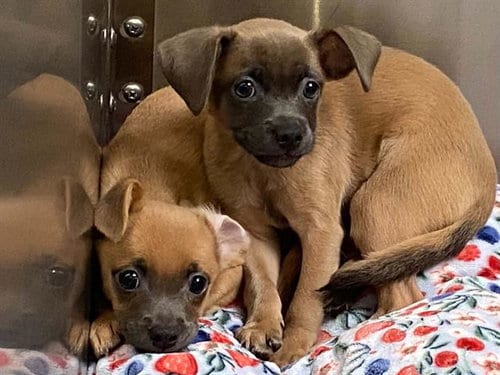 Photo of Bentley, adoptable Chihuahua in Orange, California