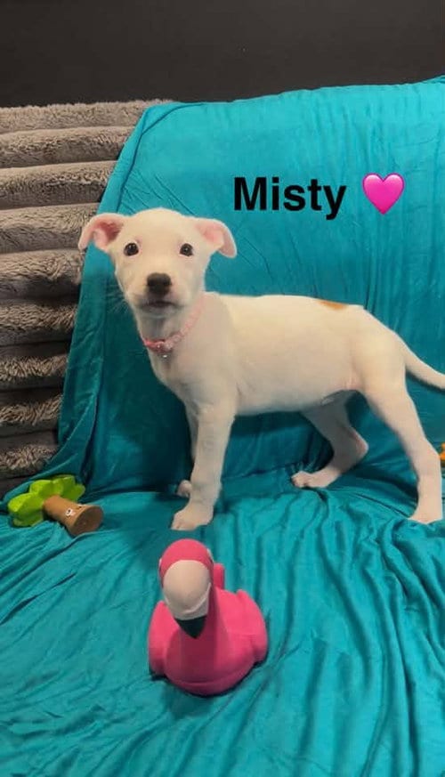 Photo of Misty, adoptable Cattle Dog in Turlock, California