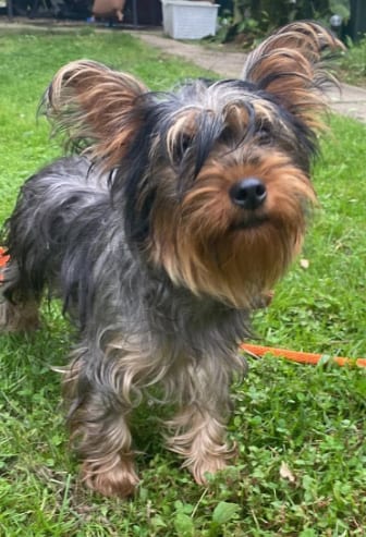 Photo of Daisy, adoptable Yorkshire Terrier Yorkie in Lewistown, Pennsylvania