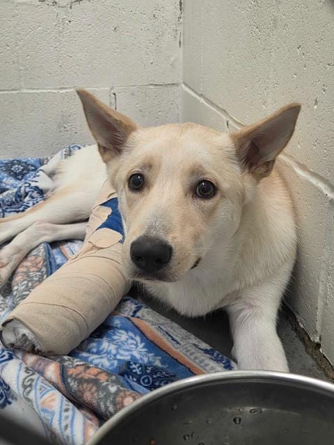 Photo of Cheese Curd, adoptable German Shepherd Dog mix in Rosenberg, Texas