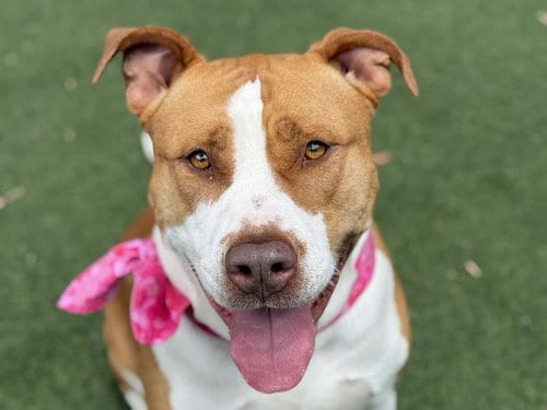 Photo of Scarlet, adoptable Pit Bull Terrier in San Pedro, California