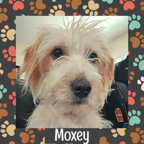 Photo of Moxey, adoptable Terrier in Littleton, Colorado