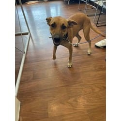 Photo of Missy, adoptable Terrier (Unknown Type, Medium) in Baton Rouge, Louisiana