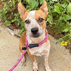 Photo of Ozzie KF, adoptable Australian Cattle Dog in Hartford, Connecticut