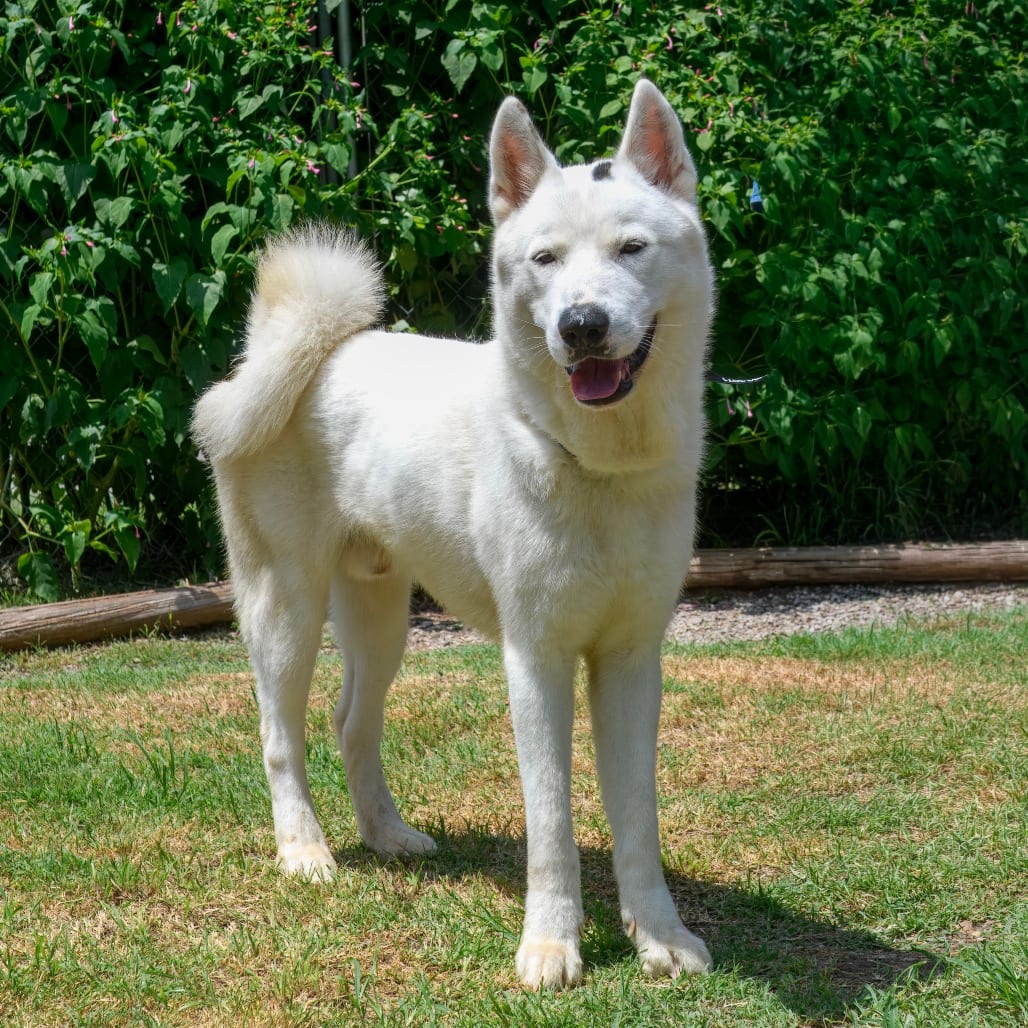 Photo of Kodah, adoptable Husky in Weatherford, Texas