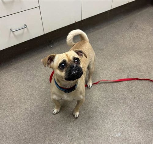 Photo of Pickles, adoptable Pug in HESPERIA, California