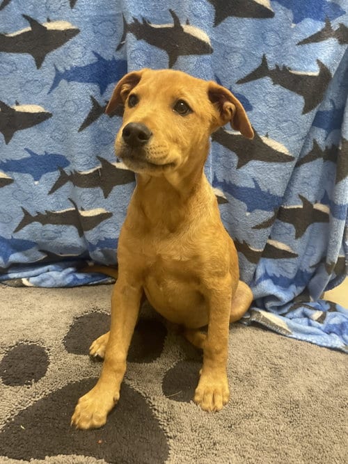 Photo of Churro, adoptable Labrador Retriever in Gun Barrel City, Texas