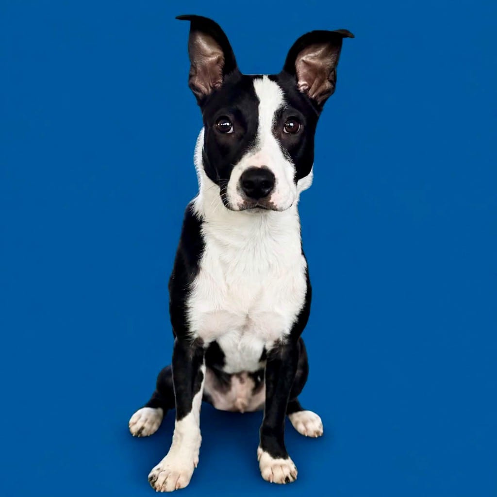 Photo of Josh, adoptable Boston Terrier in Bloomfield, Connecticut