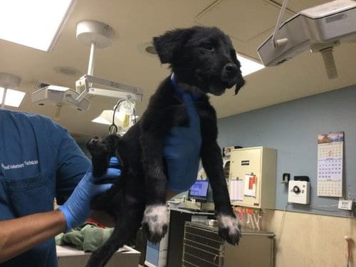Photo of A1934129, adoptable German Shepherd Dog in Riverside, California
