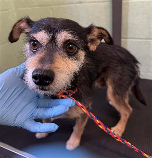 Photo of Roberto, adoptable Terrier in Sacramento, California