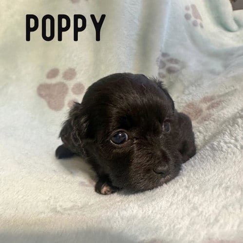 Photo of Poppy, adoptable Shih Tzu in Newfield, New Jersey