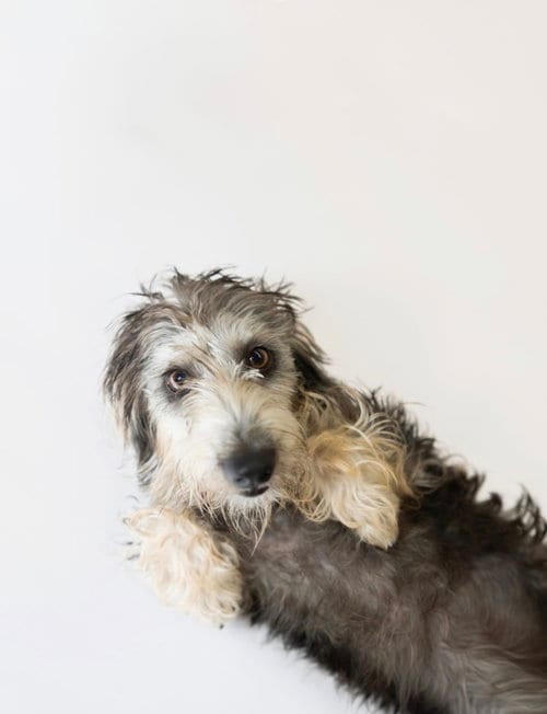 Photo of Gidgett, adoptable Dachshund in York, South Carolina