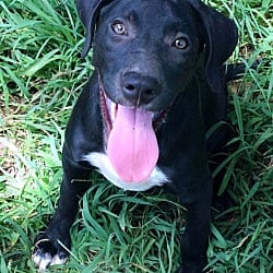Photo of Yukon, adoptable Labrador Retriever in Framingham, Massachusetts