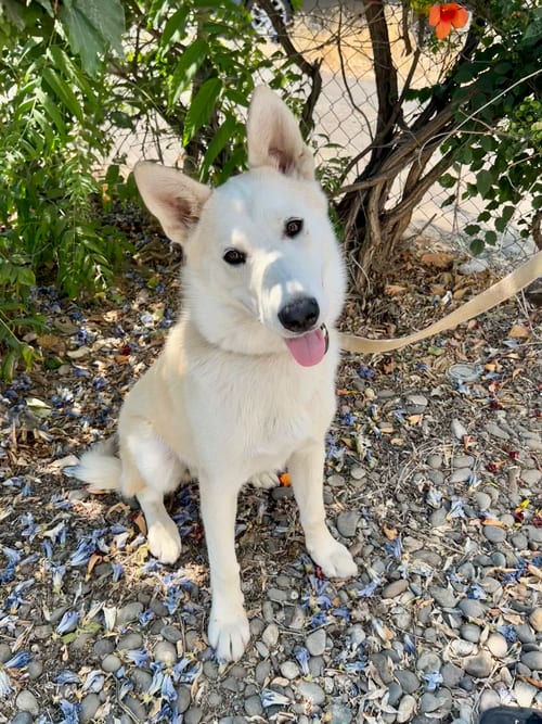 Photo of Balto, adoptable Shepherd in Bellevue, Washington