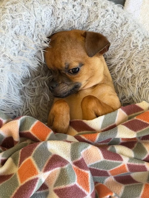 Photo of Macro, adoptable Chihuahua in Phoenix, Arizona