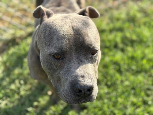 Photo of Jerry, adoptable Pit Bull Terrier in Tulsa, Oklahoma