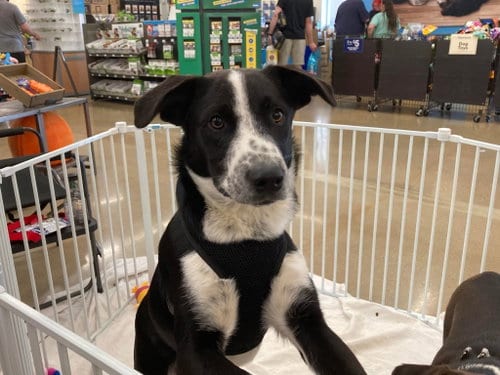 Photo of Sammy, adoptable Unknown breed in Poplar Bluff, Missouri