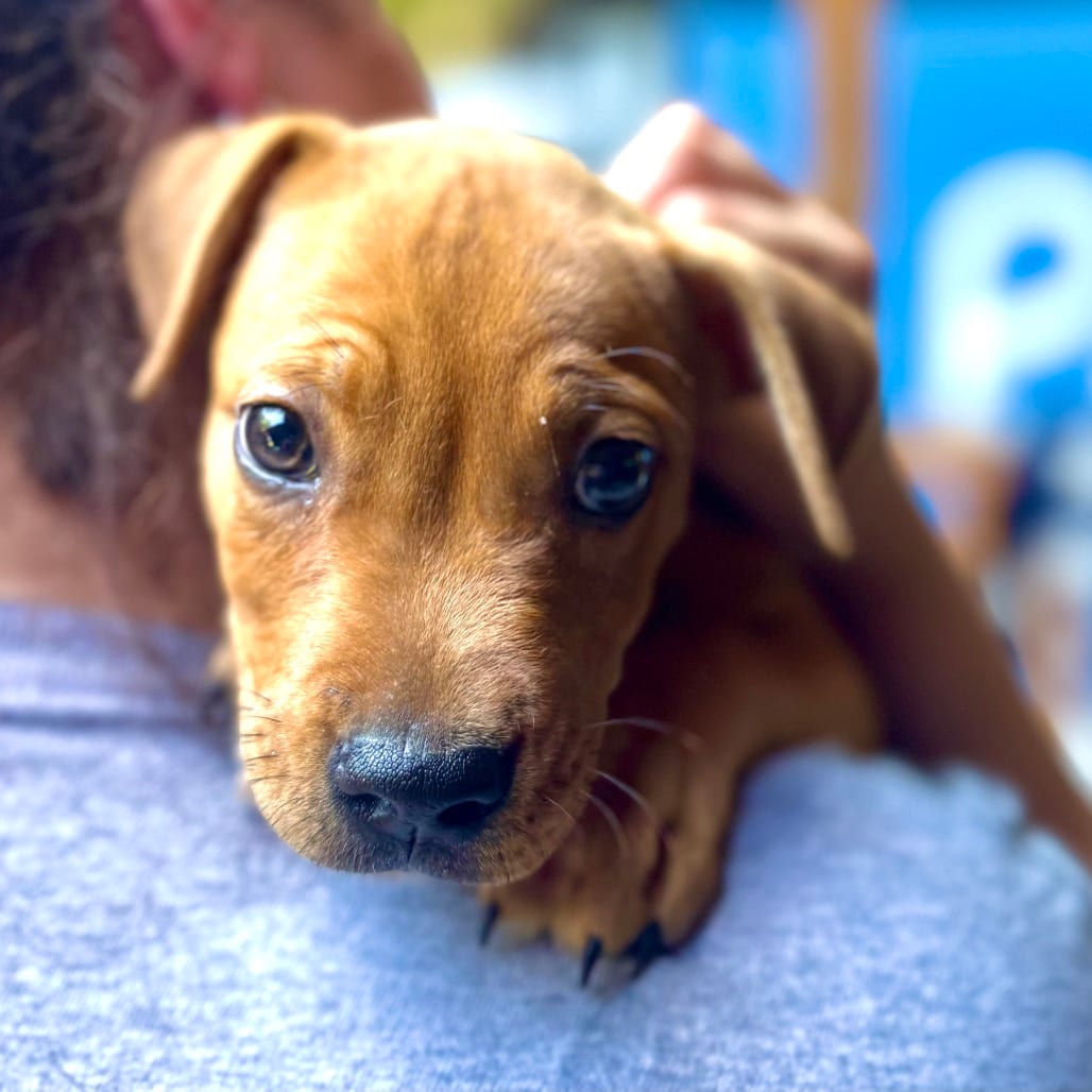 Photo of Ty Lee, adoptable Mixed Breed (Medium) in Decatur, Georgia
