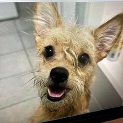 Photo of Lollipop PF, adoptable Yorkie, Yorkshire Terrier Mixed Breed (Small) in Hartford, Connecticut