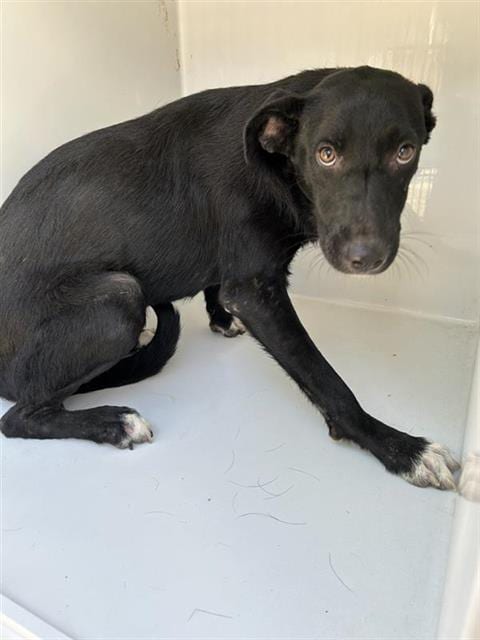 Photo of Jupiter, adoptable Labrador Retriever in Houston, Texas