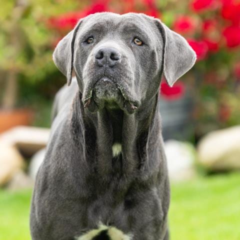 Photo of Madison, adoptable Cane Corso Mastiff in Camarillo, California