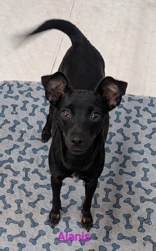 Photo of Alanis, adoptable Chihuahua in Yreka, California