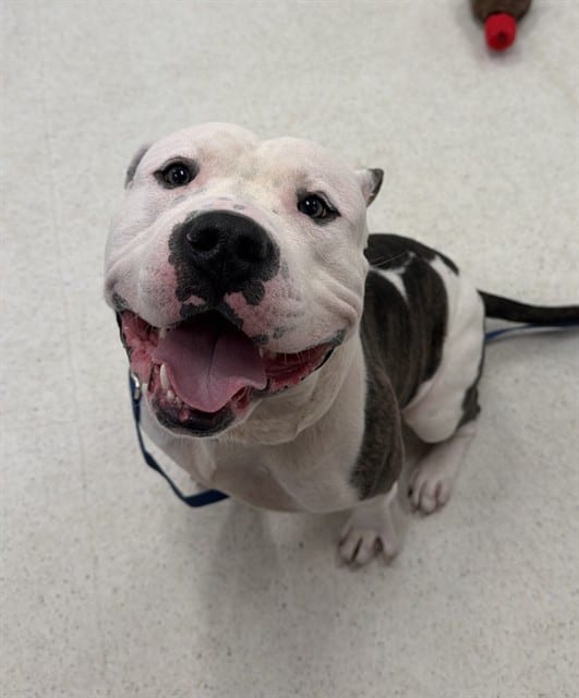 Photo of Jimmy Kibble, adoptable Pit Bull Terrier mix in Center Township, Pennsylvania