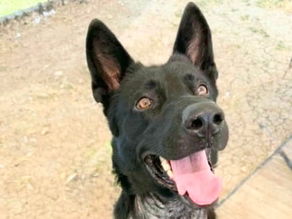 Photo of Nixon, adoptable dog in Georgetown, Texas