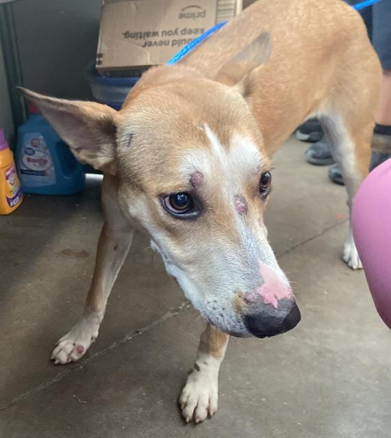 Photo of Sunshine, adoptable Mixed Breed