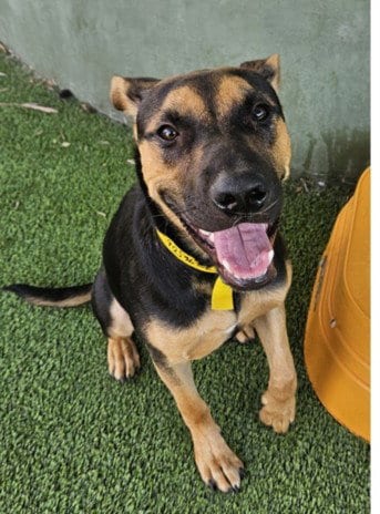Photo of Baybee, adoptable German Shepherd Dog in Van Nuys, California