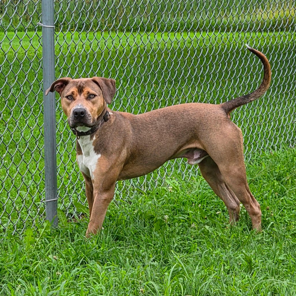Photo of Adonis, adoptable Terrier, Pit Bull in Marshalltown, Iowa