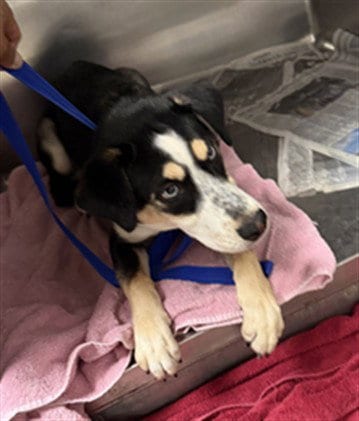 Photo of Bandit, adoptable Husky in Van Nuys, California