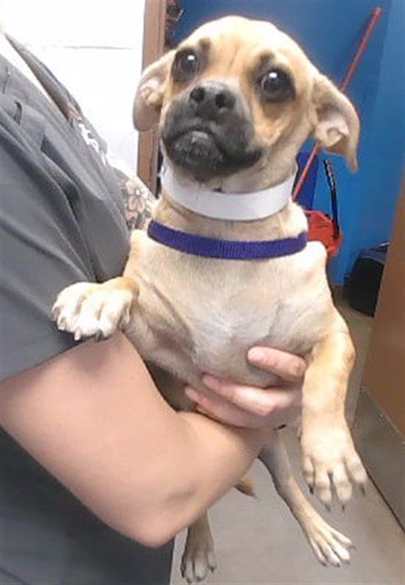 Photo of Beans, adoptable Chihuahua in Phoenix, Arizona