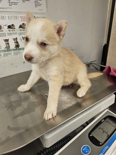 Photo of Wheaties, adoptable Husky in Baldwin Park, California