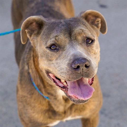 Photo of Griselda, adoptable Pit Bull Terrier in Sacramento, California