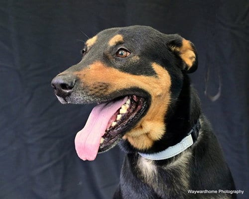 Photo of Buddy, adoptable German Shepherd Dog in Ocala, Florida