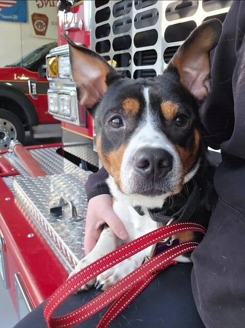 Photo of Archie, adoptable Basset Hound in East Derry, New Hampshire