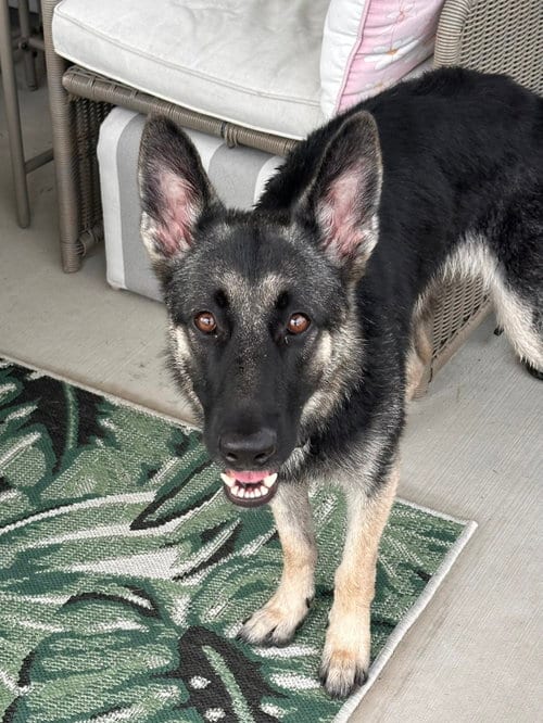 Photo of Lola, adoptable German Shepherd Dog in New Hill, North Carolina