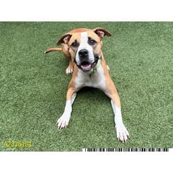 Photo of Zeaida, adoptable Mixed Breed (Medium) in West Palm Beach, Florida