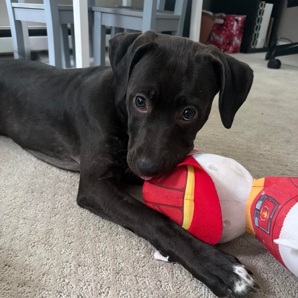 Photo of Wendy D70344, adoptable Retriever, Labrador / Hound in Minnesota, Minnesota