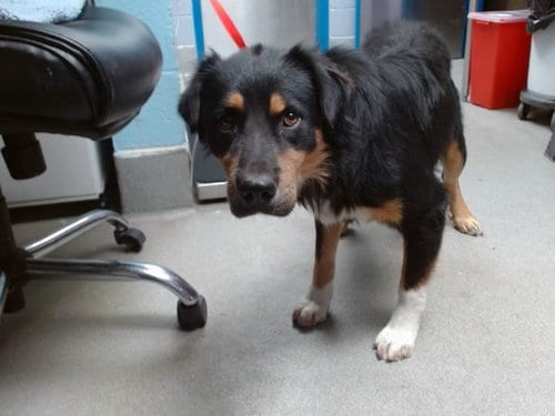 Photo of Royce, adoptable Australian Shepherd in Albuquerque, New Mexico