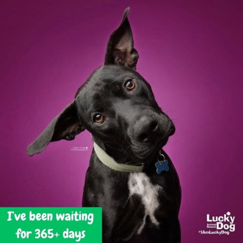Photo of Hocus, adoptable Labrador Retriever in Washington, District of Columbia