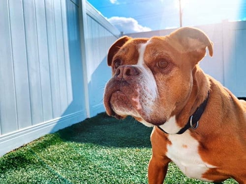 Photo of Sarge in Charge, adoptable English Bulldog in Cedar Rapids, Iowa