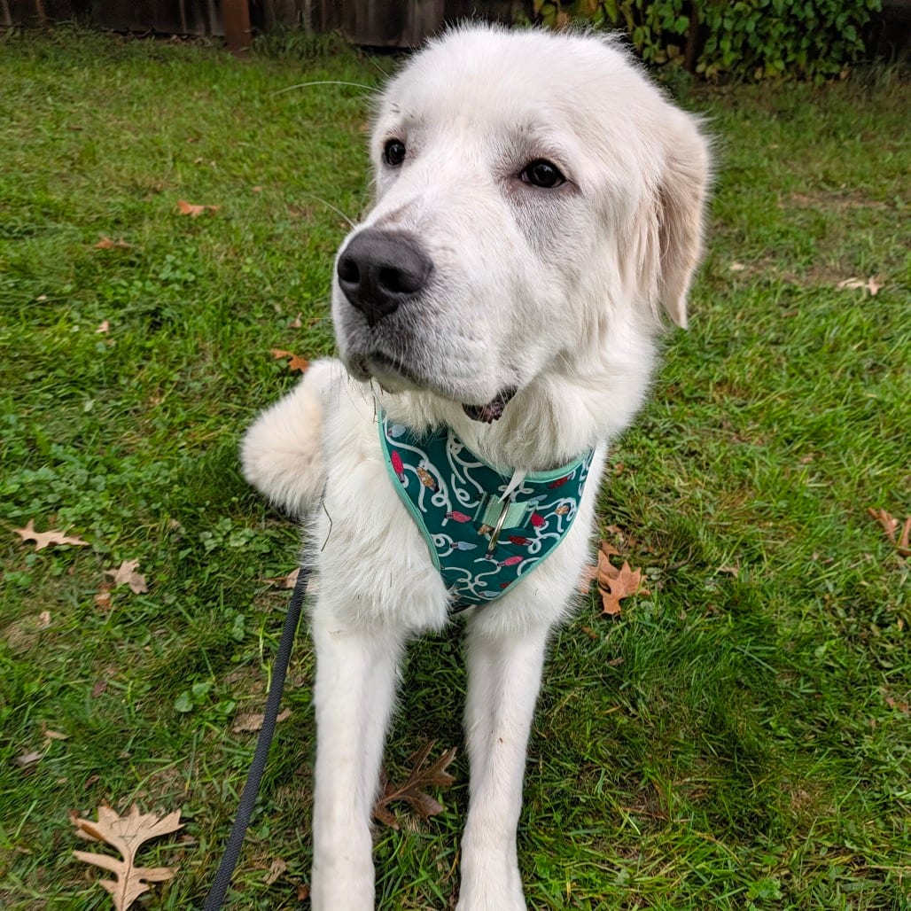 Photo of Olaf D12682, adoptable Pyrenees, Great in Princeton area, Minnesota