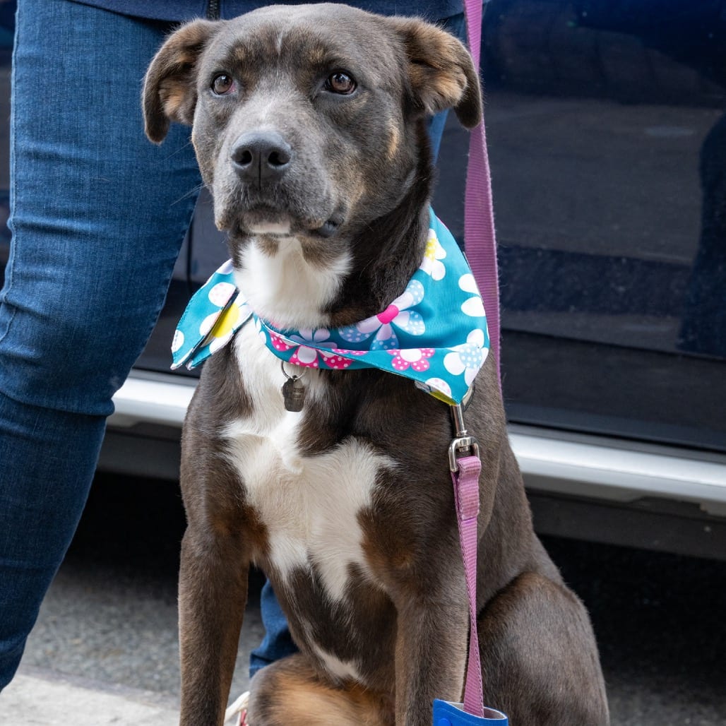 Photo of Lady, adoptable Retriever, Labrador / Mixed Breed (Medium) in Potomac, Maryland