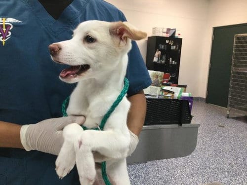Photo of A1938828, adoptable Chihuahua in Thousand Palms, California