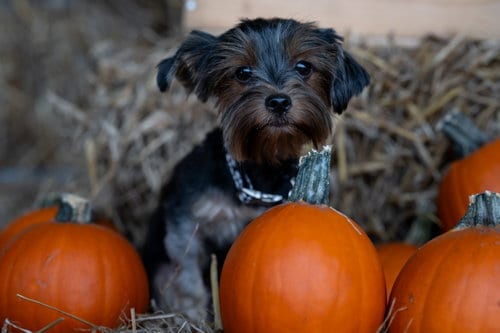 Photo of Luna, adoptable Yorkshire Terrier Yorkie in Auburn, Georgia