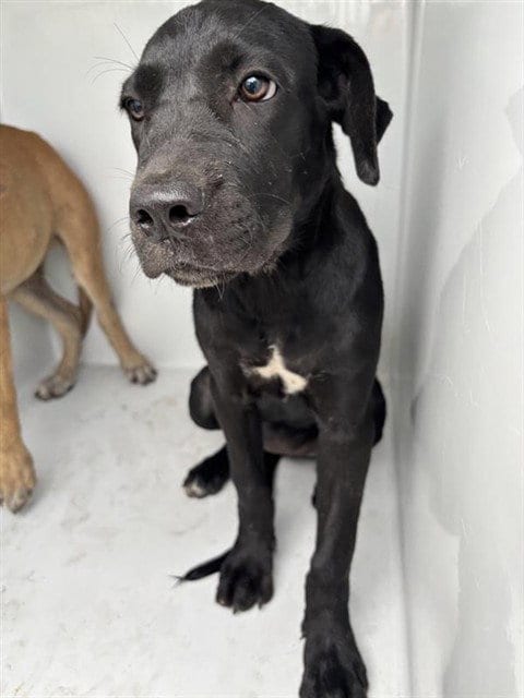 Photo of A662026, adoptable Labrador Retriever in Houston, Texas